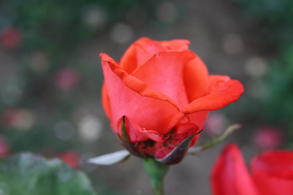 růže Gza Fejedelem