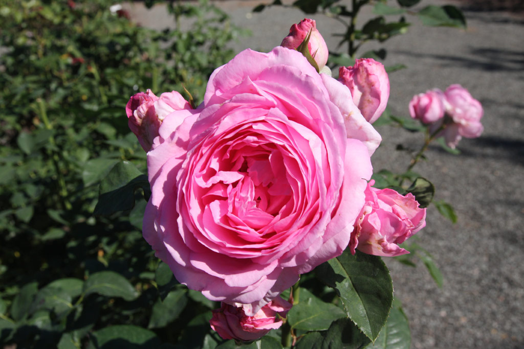 růže Ghita Renaissance