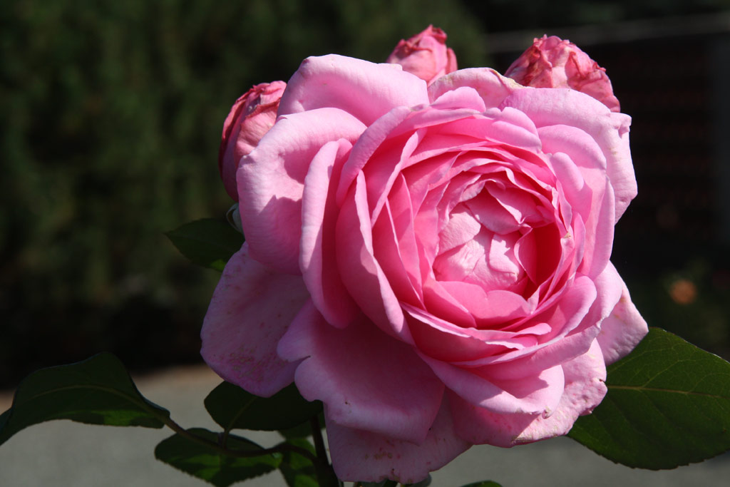 růže Ghita Renaissance