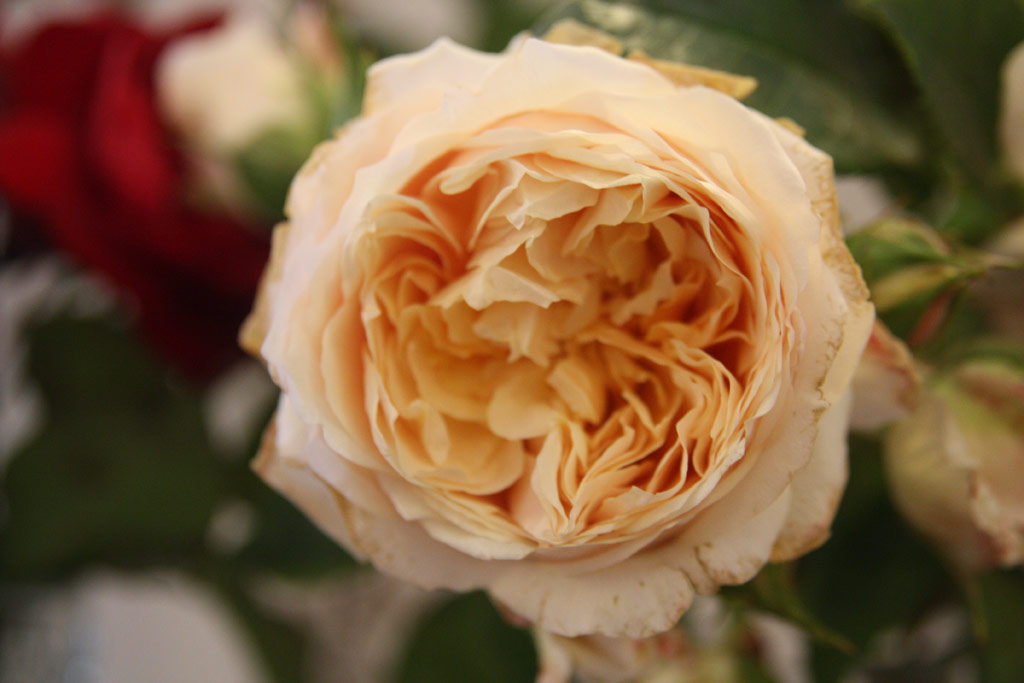 růže Ginger Syllabub