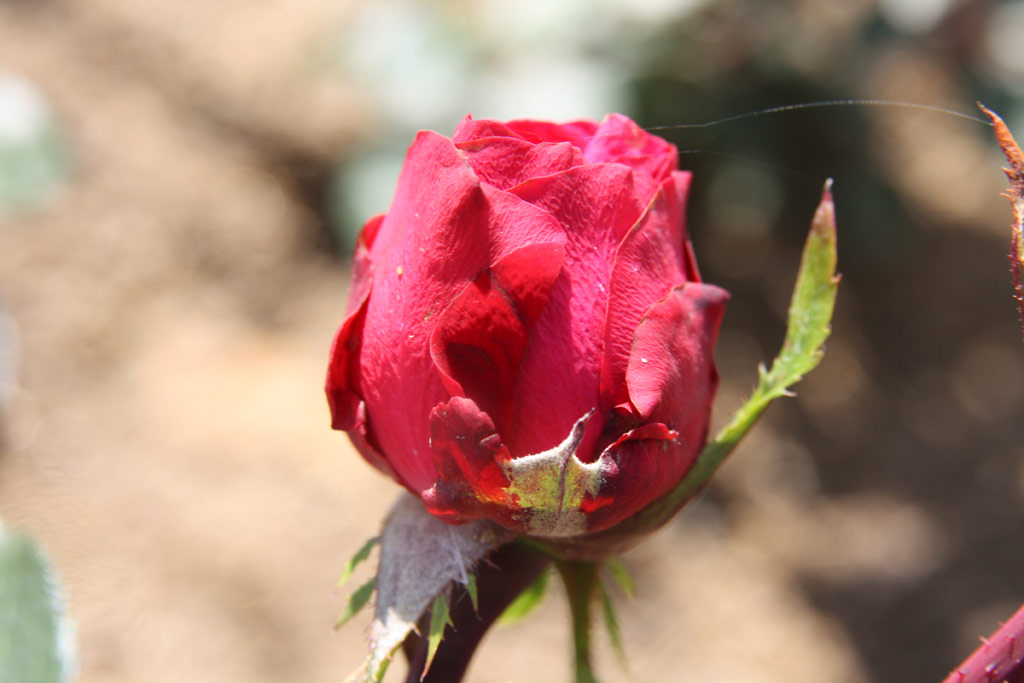 růže Gizella