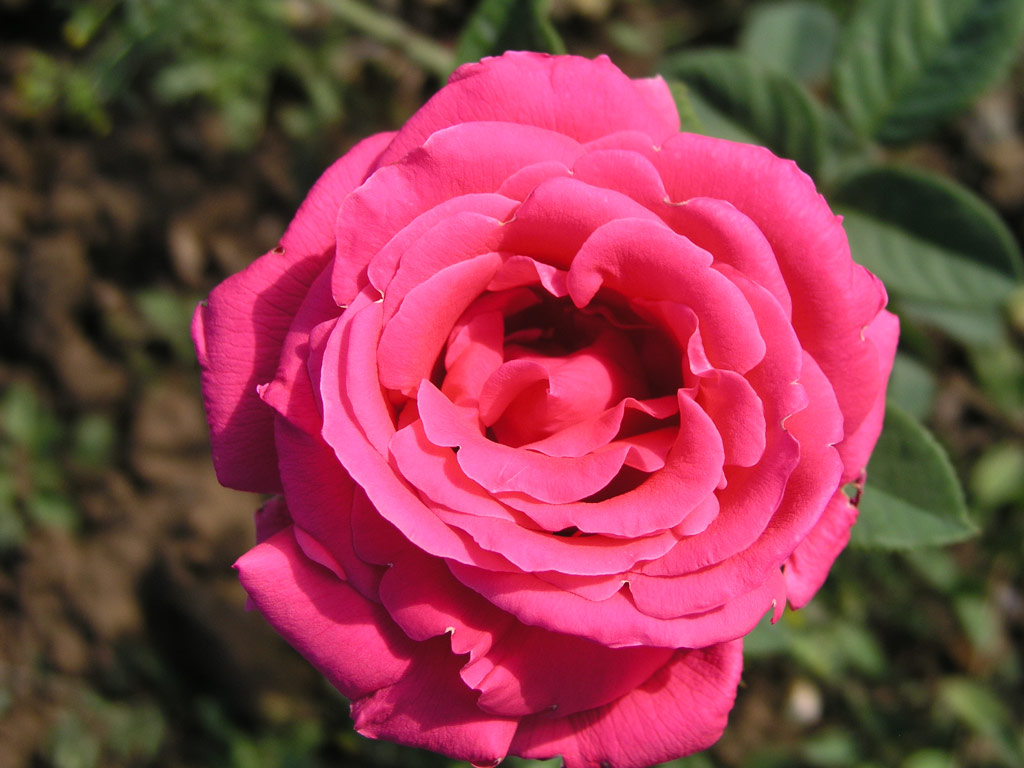 růže Gladiator (Melandrone)