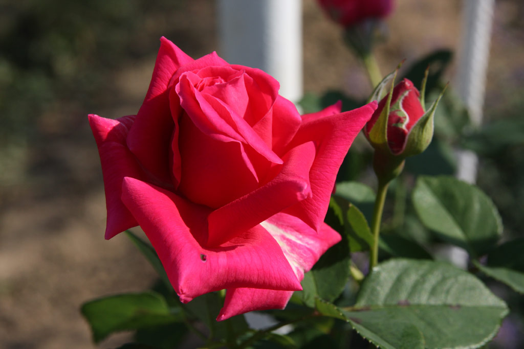 růže Gladiator (Melandrone)