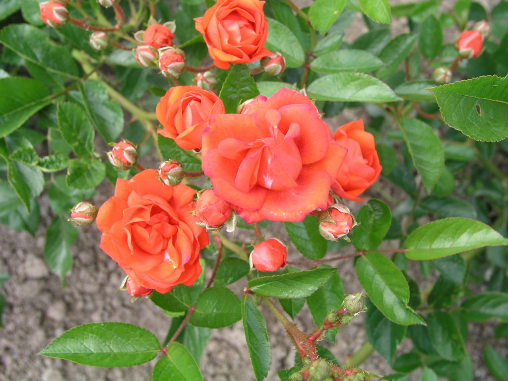 růže Gloira du Midi