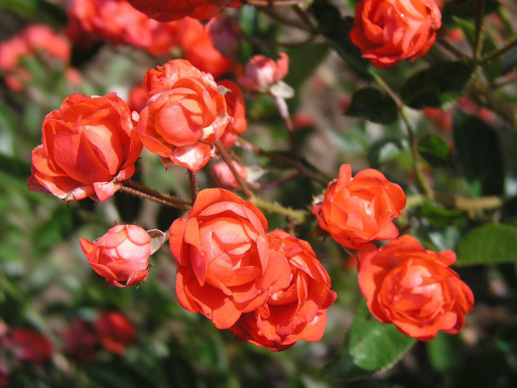růže Gloira du Midi