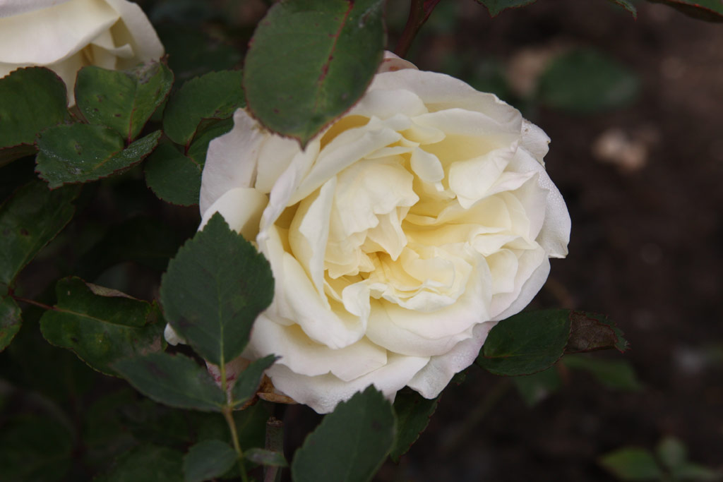růže Gloire de Deventer