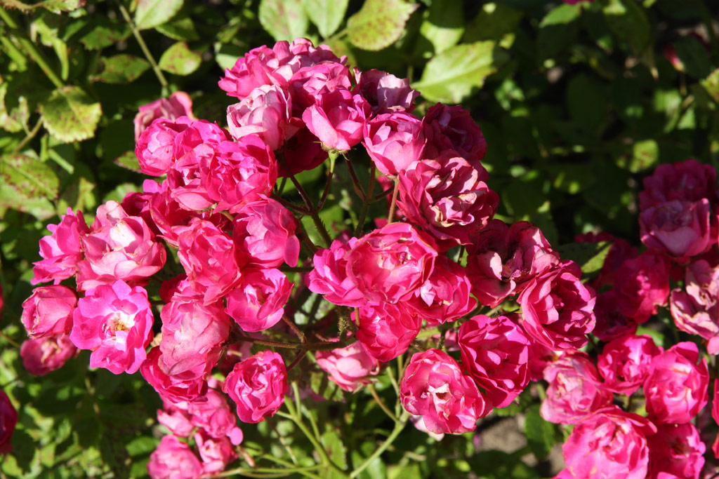 růže Gloire des Polyantha