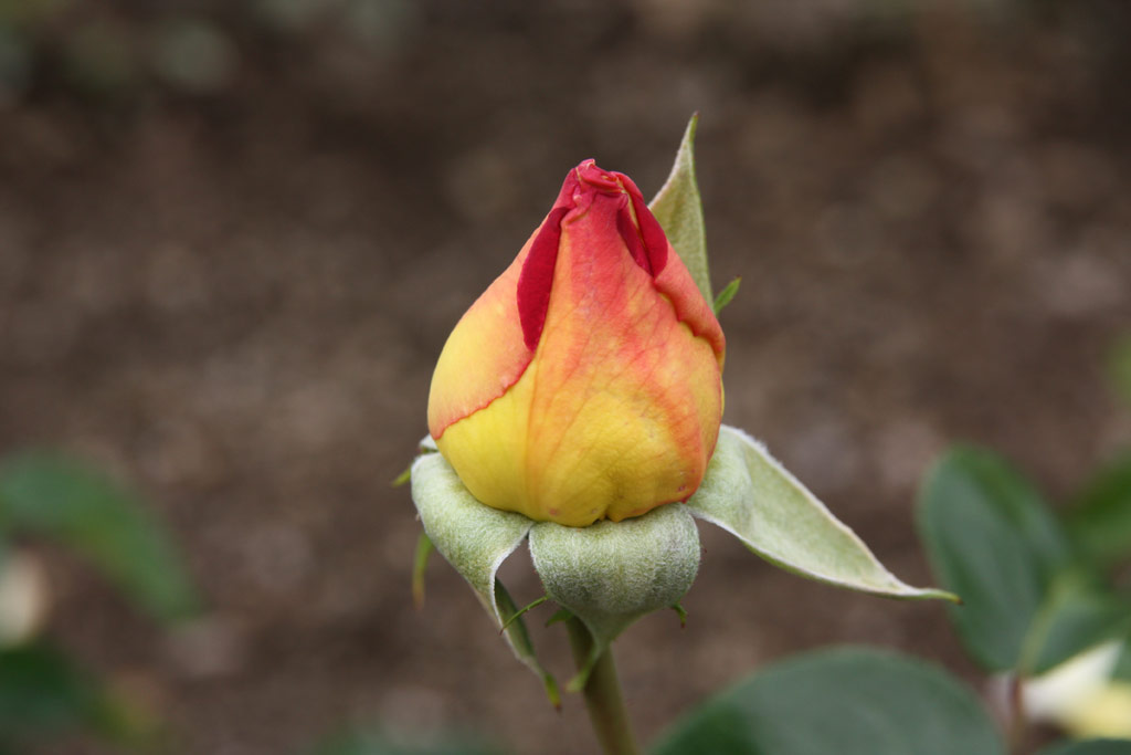 růže Gloria Dei