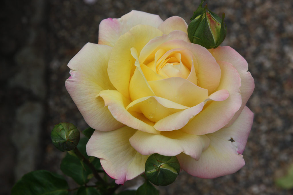 růže Gloria Dei
