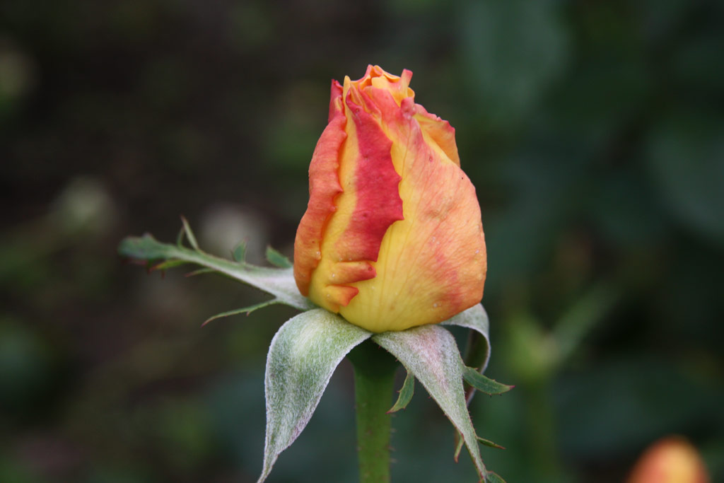 růže Glorius