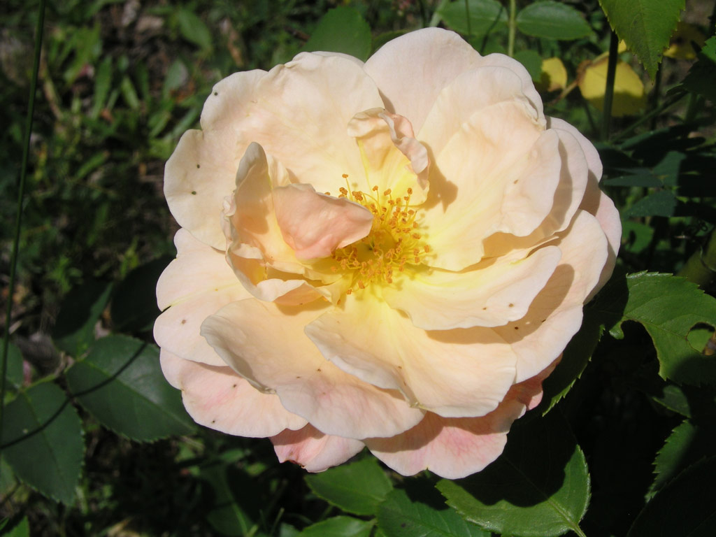 růže Goldbusch