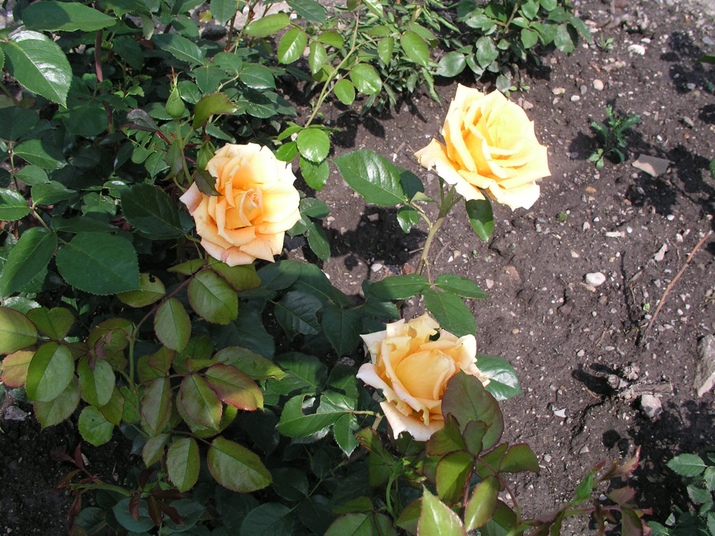 růže Golden Monica