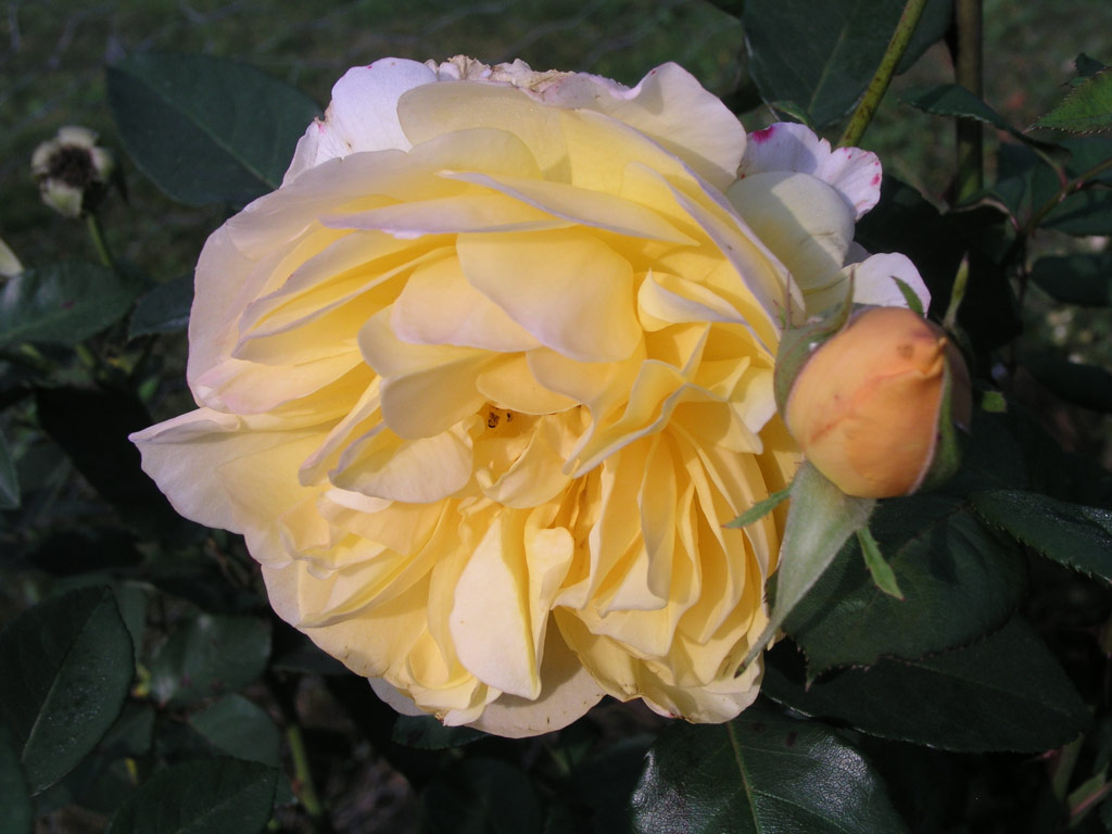 růže Golden Thomas