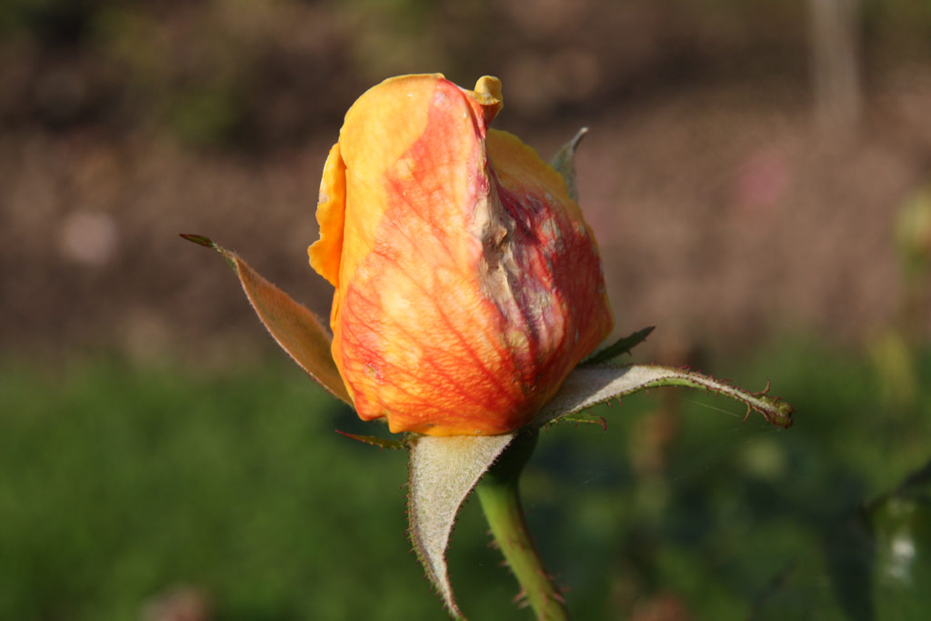 růže Golden van Rossem