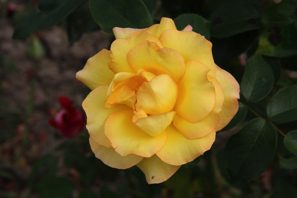 růže Goldene Sonne