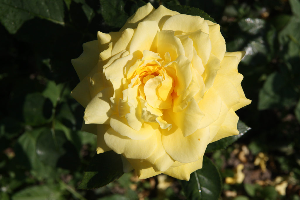 růže Goldener Sommer