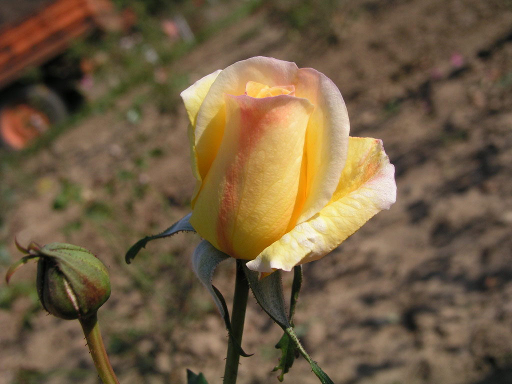 růže Goldenes Mainz
