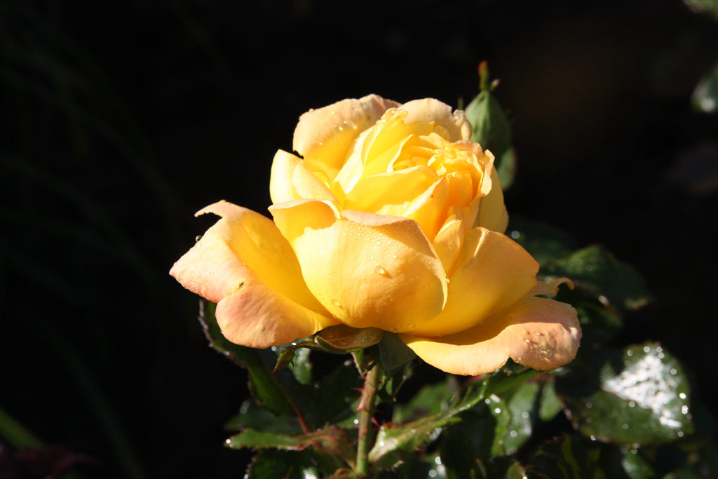 růže Goldenes Prag