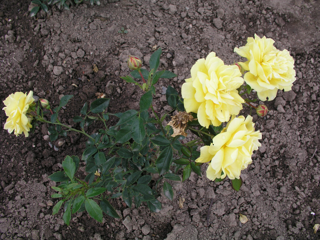 růže Goldjuwel