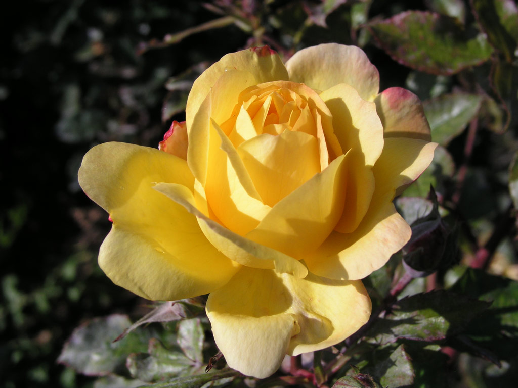 růže Goldmarie