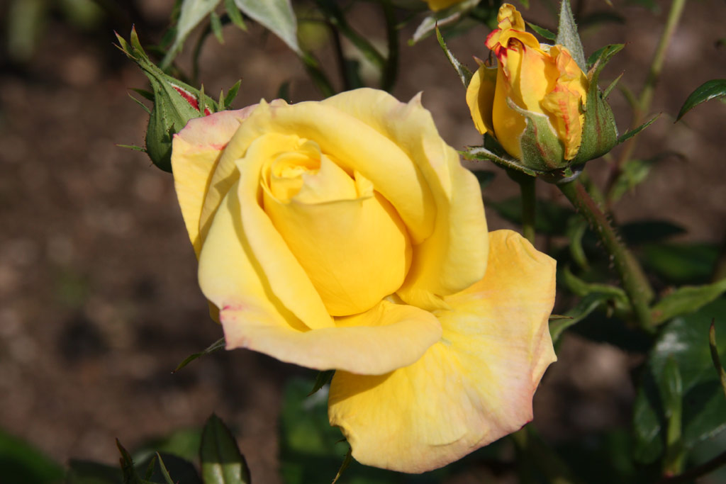 růže Goldmarie