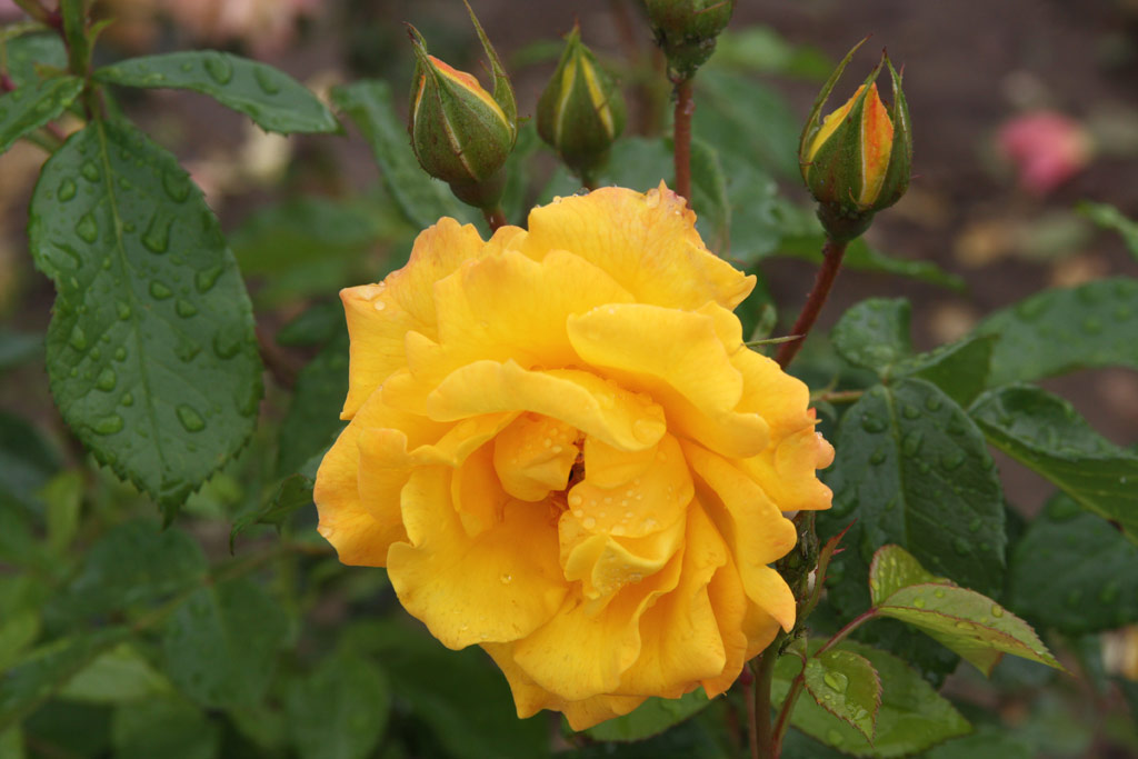 růže Goldmarie 82