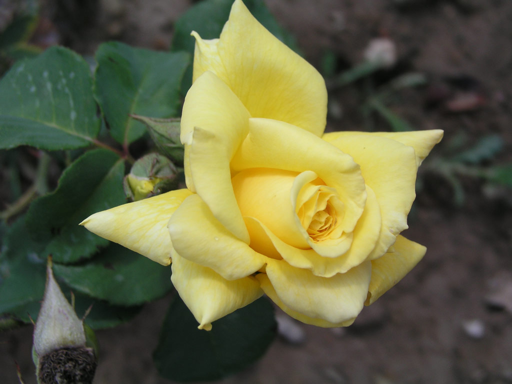 růže Goldrausch