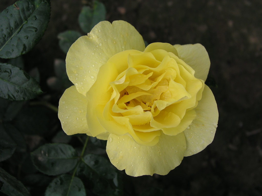růže Goldregen