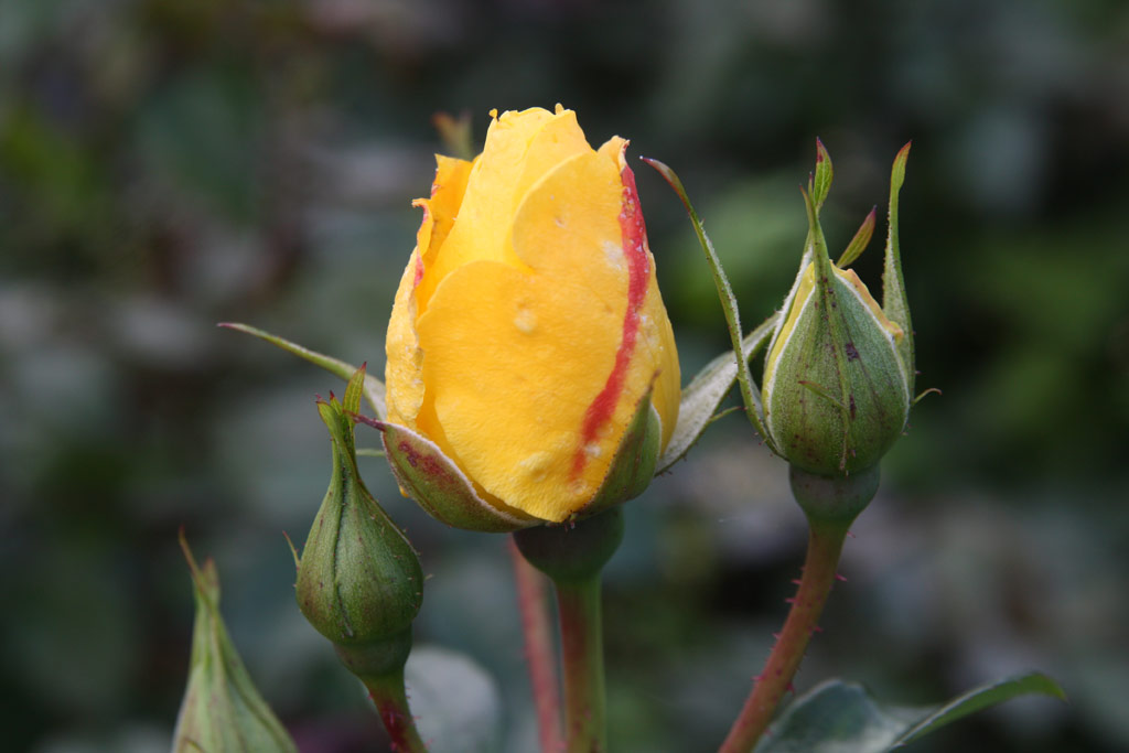 růže Goldregen