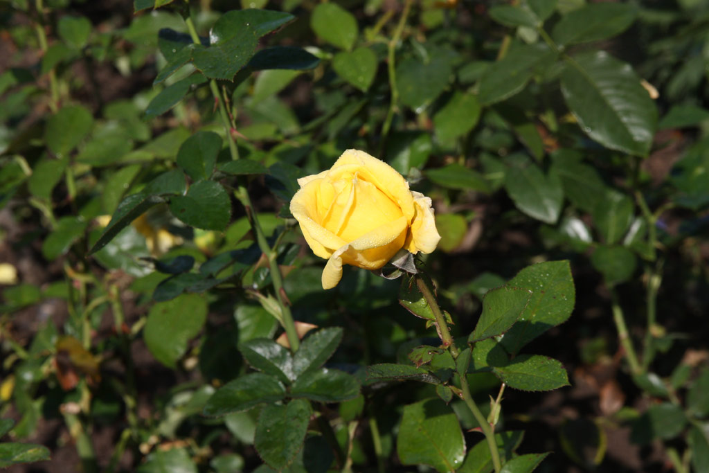 růže Goldschmied