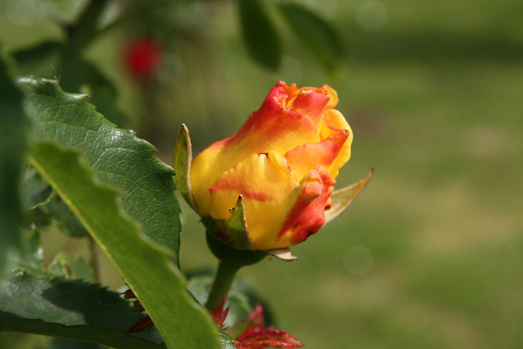 růže Goldstern