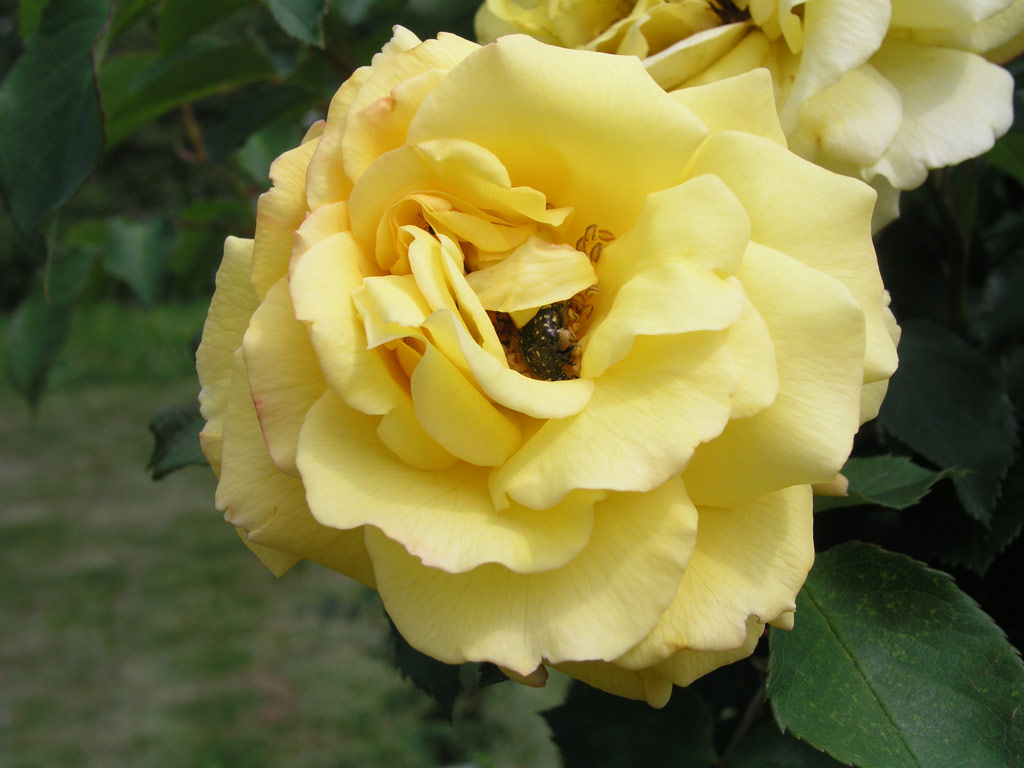 růže Goldstern