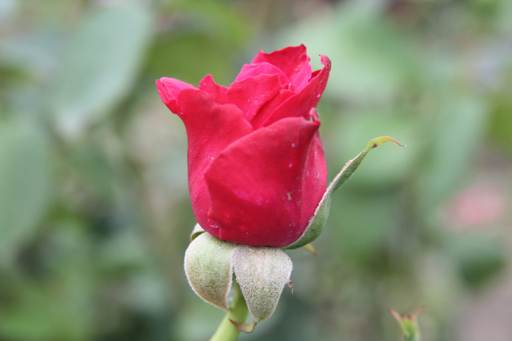 růže Grgny