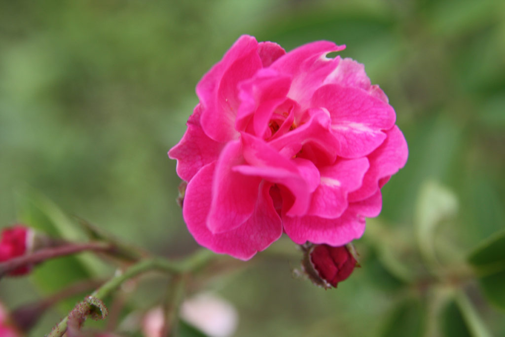 růže Gorsium
