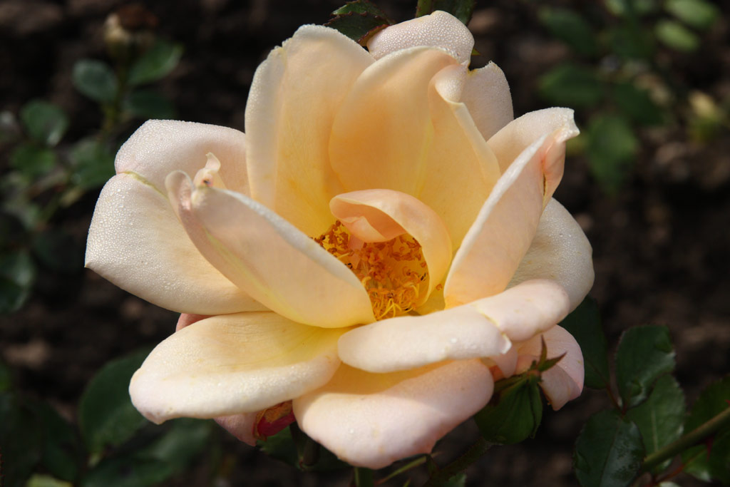 růže Gotha