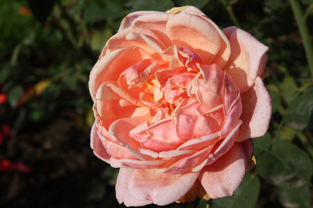 růže Gotha IV