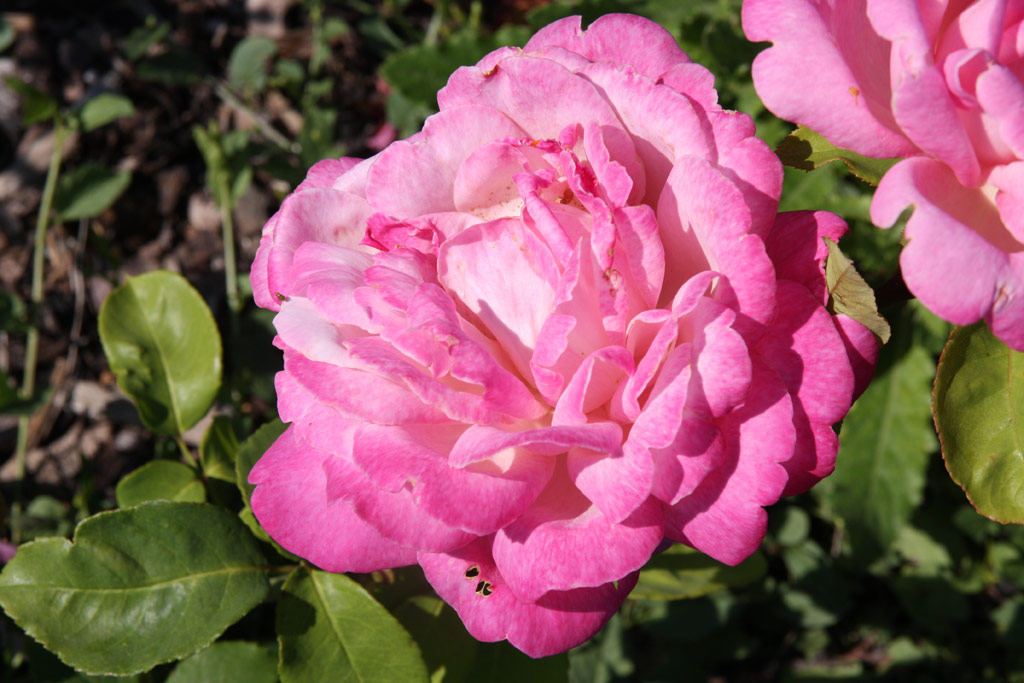 růže Grace de Mnaco