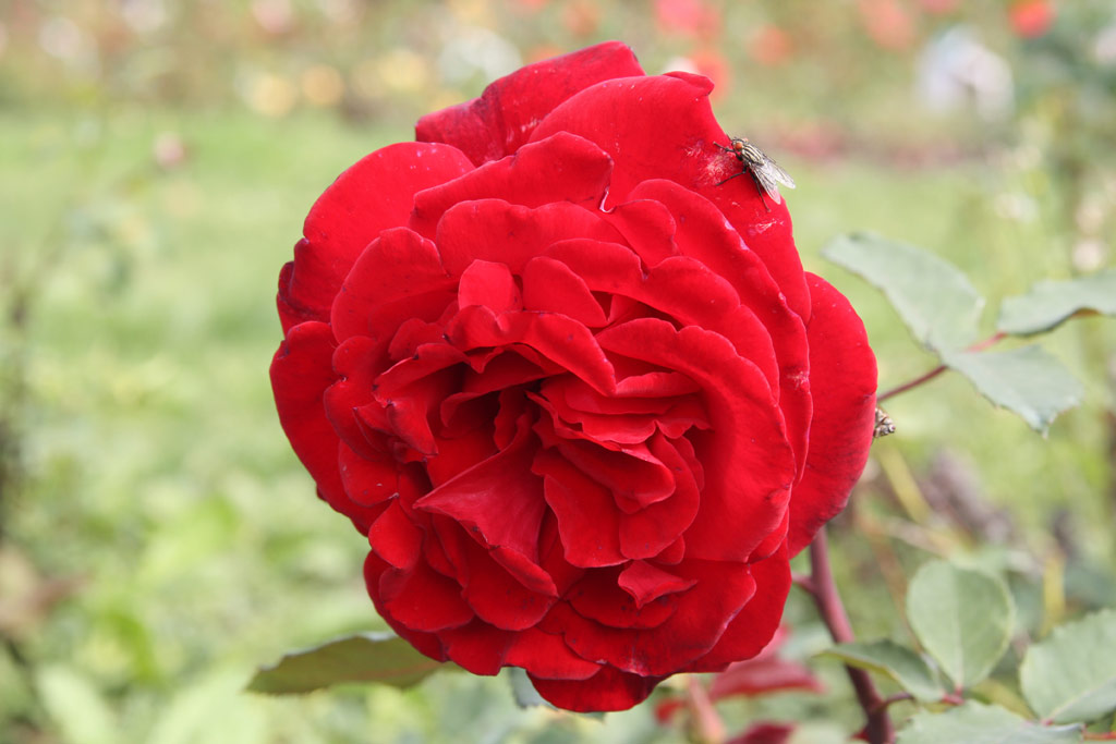 růže Graf Lennart