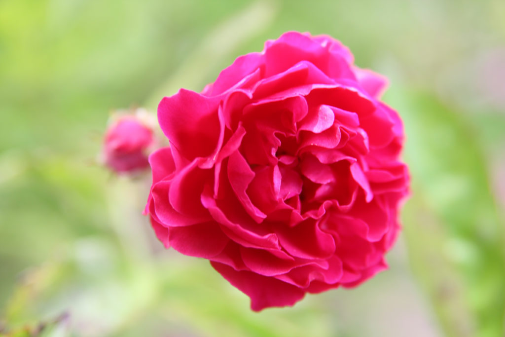 růže Grfin Marie Henriette Chotek