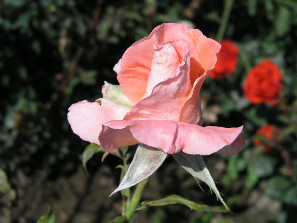 růže Grafin Sonja