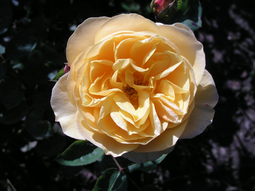 růže Graham Thomas