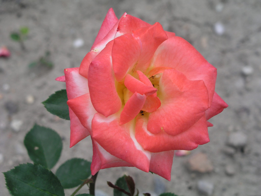 růže Grammerstorf