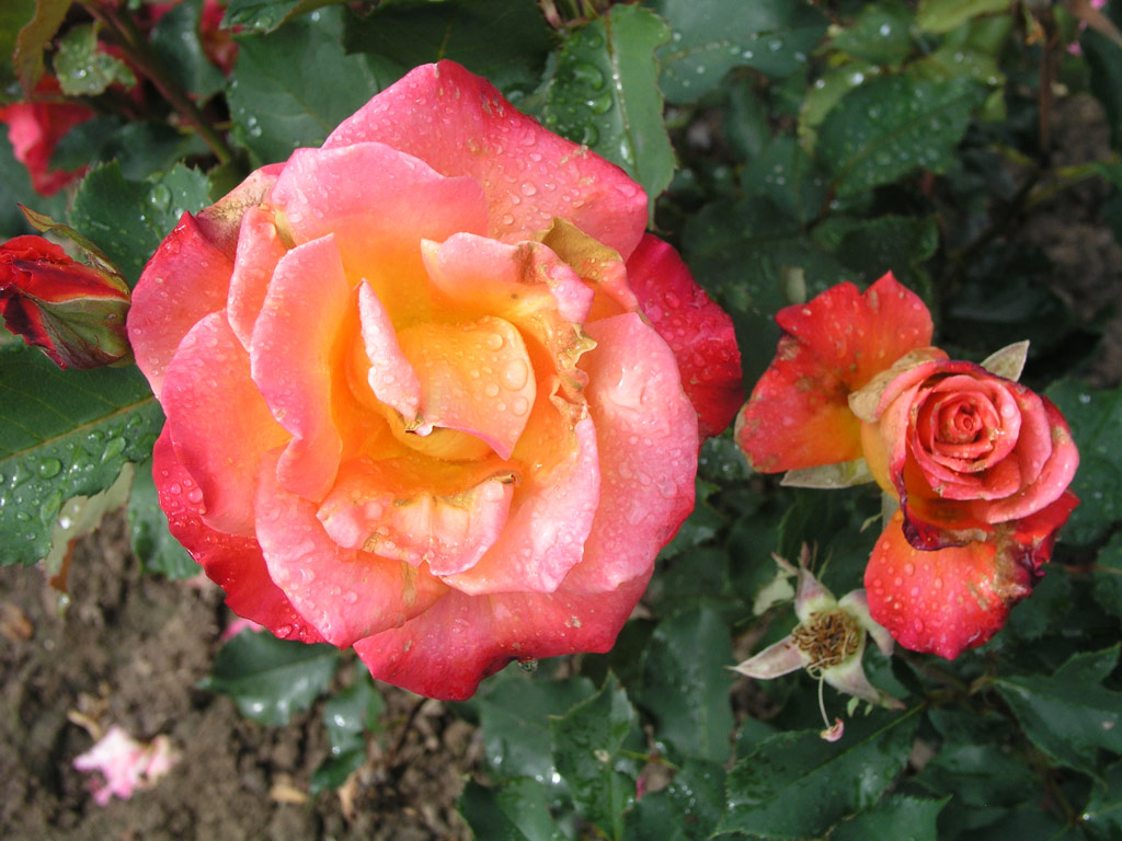 růže Granada