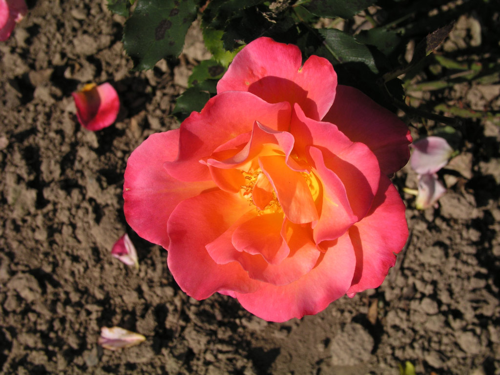růže Granada