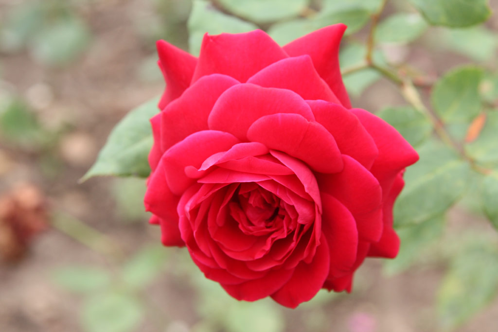 růže Granat