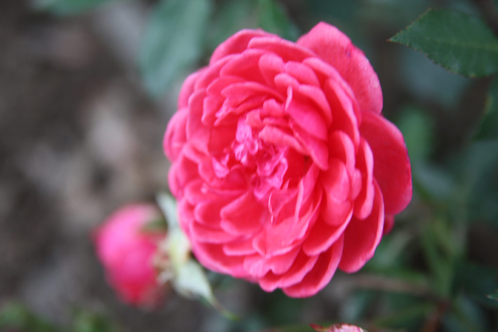 růže Granata*