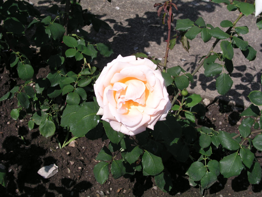 růže Grand Mogul