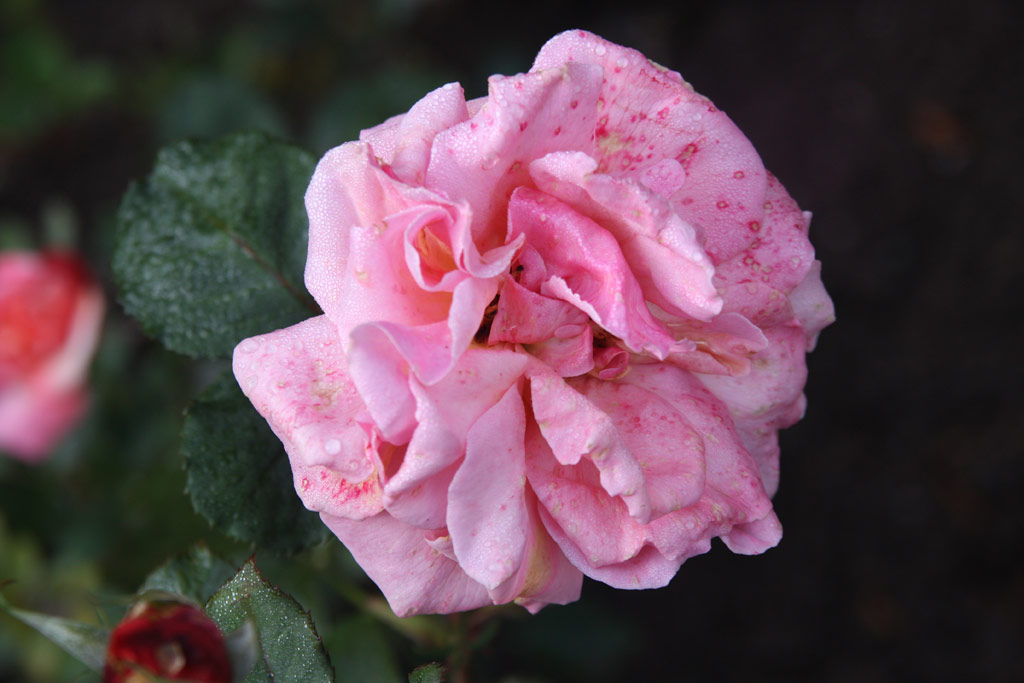 růže Grand Parfum