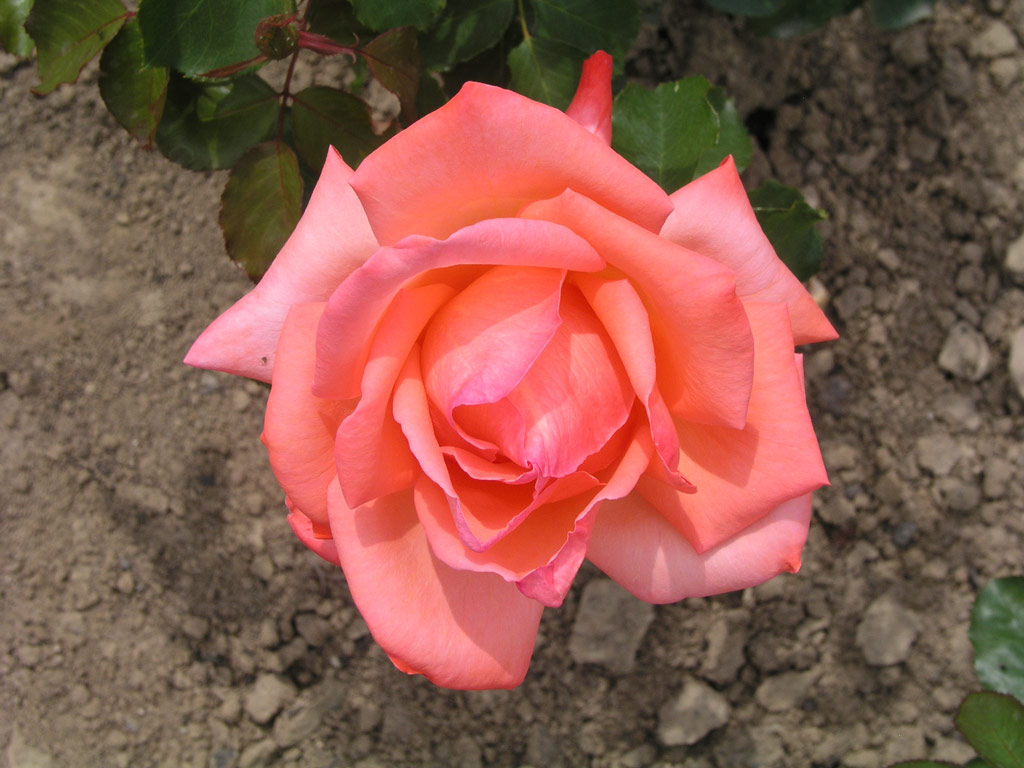 růže Grand Prix (Delbard)
