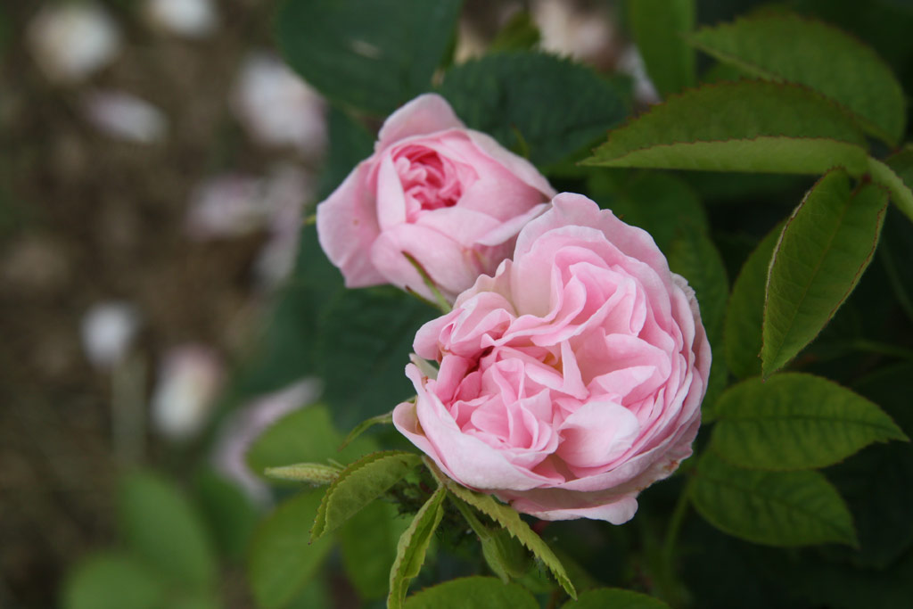 růže Great Maiden�s Blush